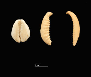 Cauri (altrament anomenat porcellana) de l’espècie Monetaria moneta, de procedència índica, trobada a la Casa Sanmartí, a l’esquerra de la imatge, comparada amb altres fragments de cipreids recuperats al BCCM.